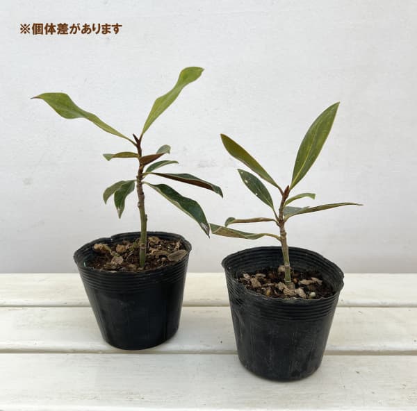 園芸ネット本店｜タイサンボク：ケイパレス3号ポット の通販【公式】
