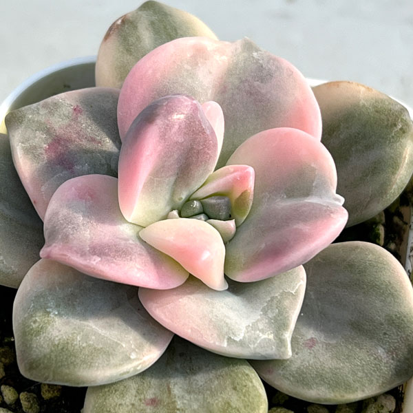 園芸ネット本店｜エケベリア：パープルディライト錦 2.5号 の通販【公式】