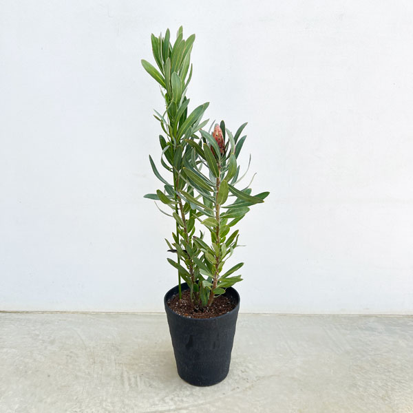 園芸ネット本店｜プロテア：ピンククリーム 7号鉢植え25-01 の通販【公式】