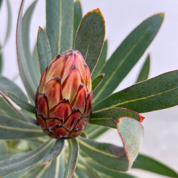 園芸ネット本店｜プロテア：ピンククリーム 7号鉢植え25-01 の通販【公式】