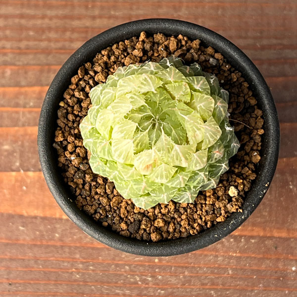 園芸ネット本店｜ハオルチア：翠雲錦2.5号鉢植え の通販【公式】