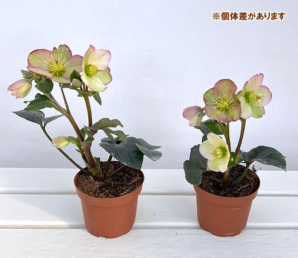 園芸ネット本店｜クリスマスローズ：*HGC Ice N'roses 氷の薔薇