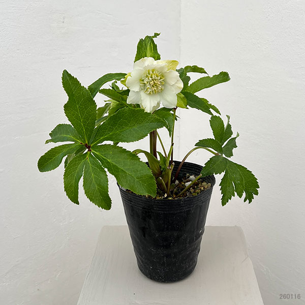 園芸ネット本店｜若泉ファームさんのクリスマスローズ：26-03