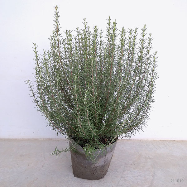 園芸ネット本店｜ローズマリー（立性）：マジョルカピンク7号ポット の