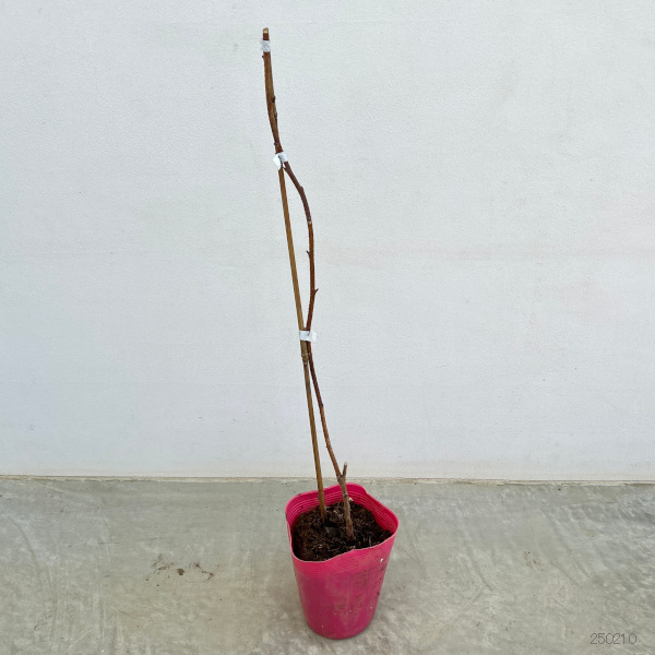 園芸ネット本店｜ラズベリー（トゲなし）：グレンアンプル3～5号ポット