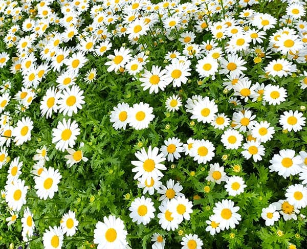 園芸ネット本店｜クリサンセマム：ノースポール3号ポット 2株セット の