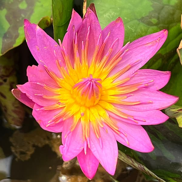 園芸ネット本店｜熱帯スイレン：クイーンオブサイヤム7号ポット[開花