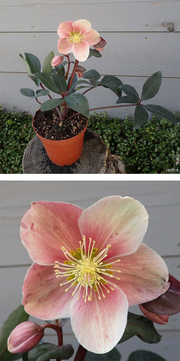 園芸ネット本店｜クリスマスローズ（原種交配）：*HGCピンクフロスト