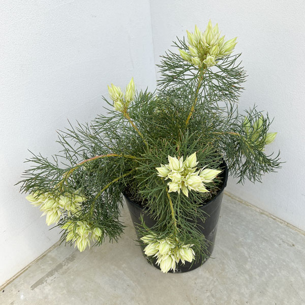 園芸ネット本店｜セルリア（ジョーイセルリア）：ブラッシングブライド