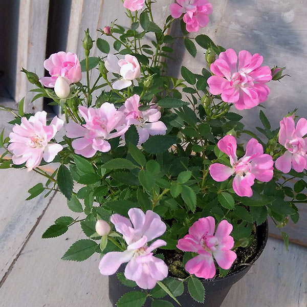 園芸ネット本店｜レンゲローズ：ピンク（八女津姫）3.5号ポット の通販