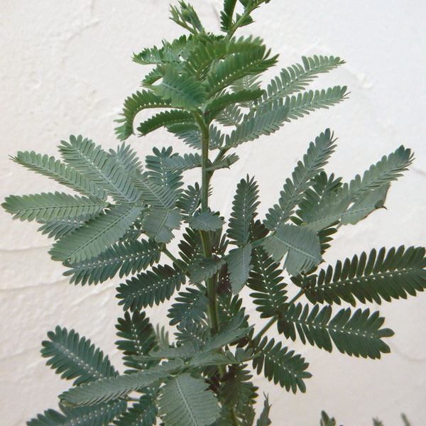 園芸ネット本店｜アカシア：ギンヨウ（銀葉）アカシア5号ポット の通販