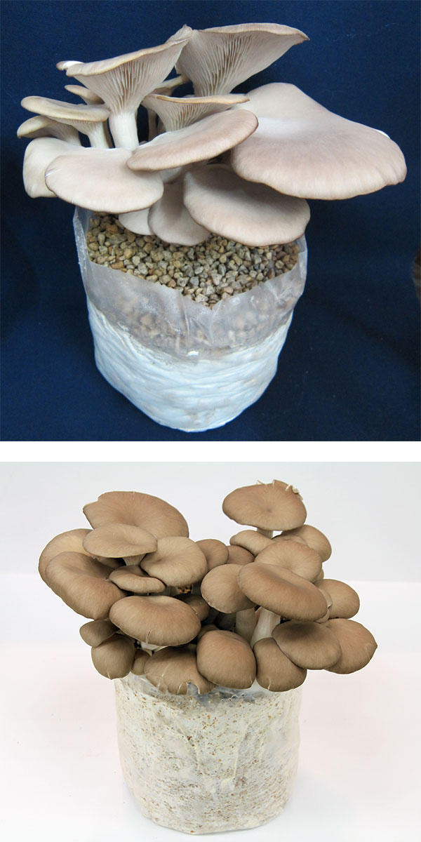 園芸ネット本店｜きのこ栽培セット：でるまっしゅ 6品種セット の通販