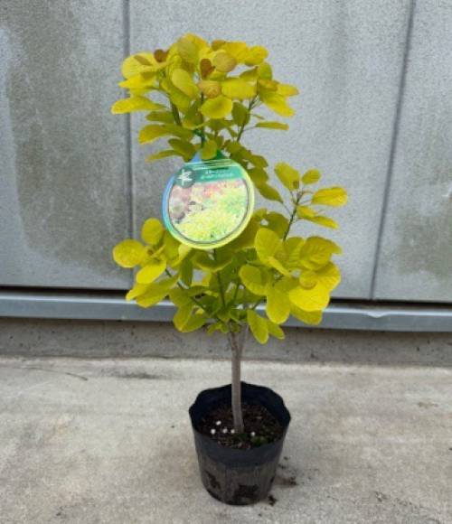 園芸ネット本店｜スモークツリー：ゴールデンスピリット6号ポット の