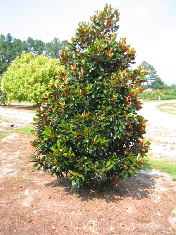 園芸ネット本店｜タイサンボク：リトルジェム 3.5号ポット の通販【公式】