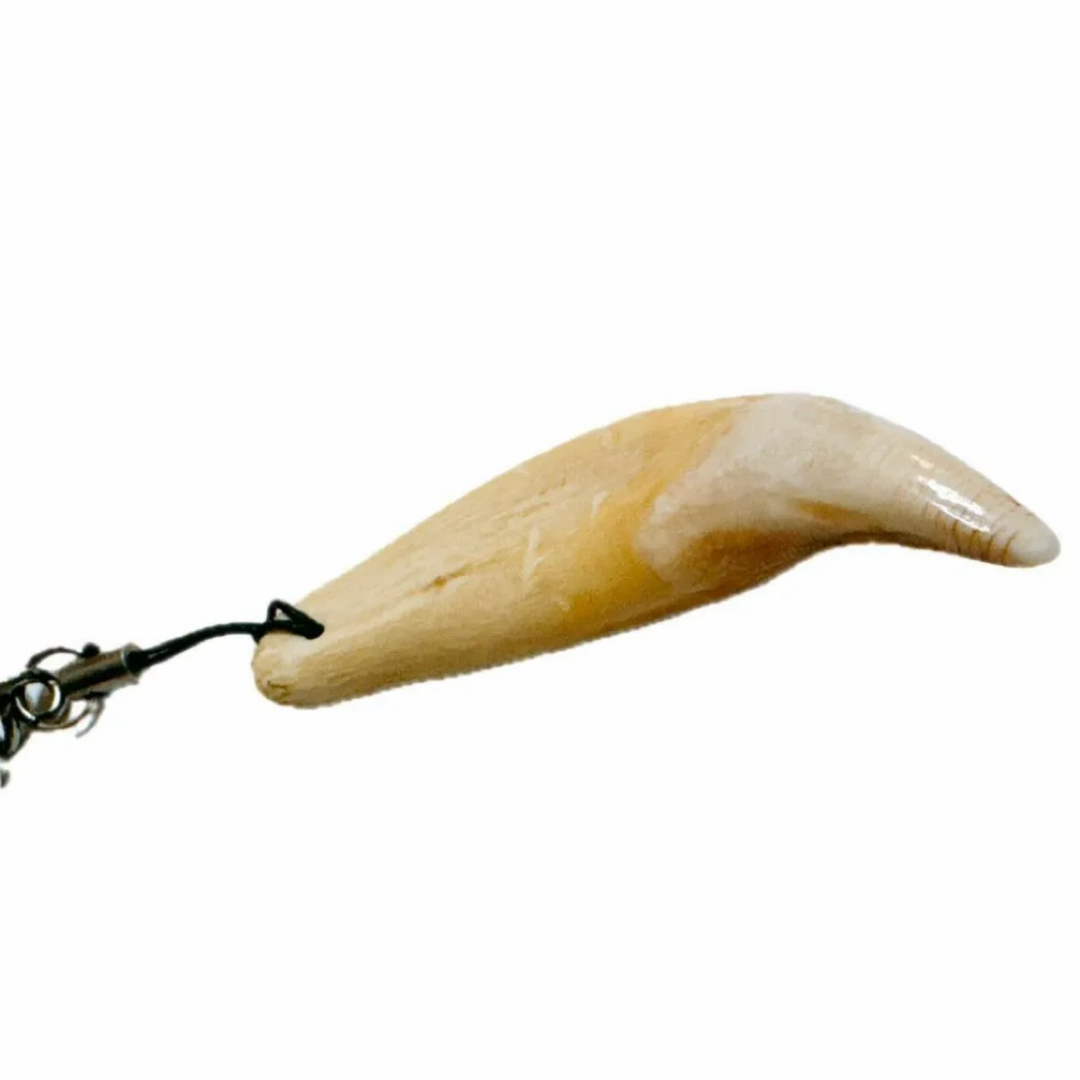 謹製 ツキノワグマ牙 ストラップ 希少 魔除け 熊牙 月の輪熊 牙 1点物