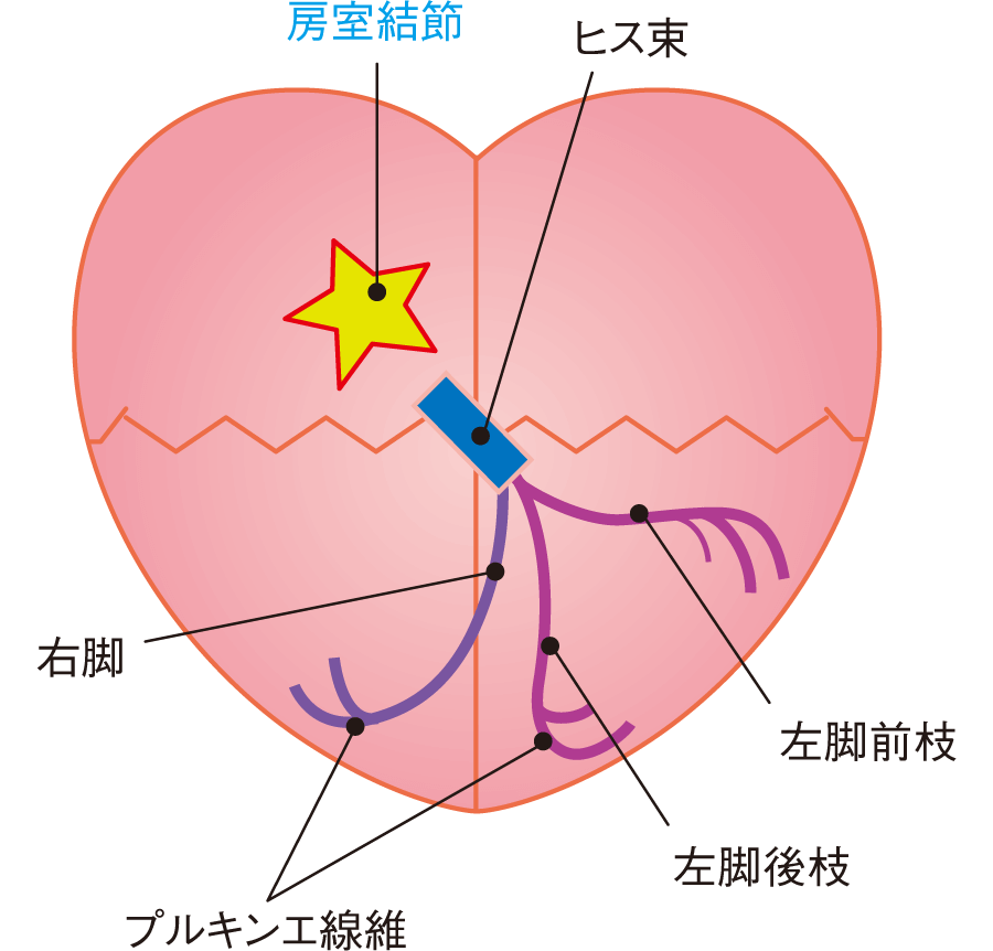 刺激伝導系と心筋の特殊な性質｜心臓とはなんだろう（3） | 看護roo