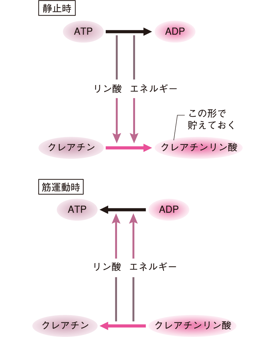 骨格筋の構造｜動く（3） | 看護roo![カンゴルー]