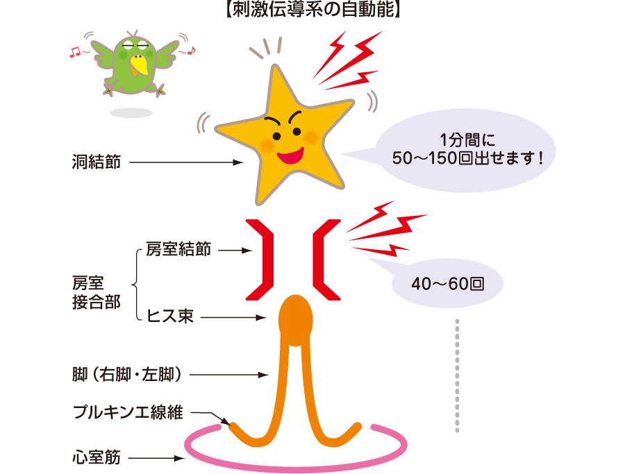 心臓の電気伝導の性質｜心臓と心電図の原理 | 看護roo![カンゴルー]