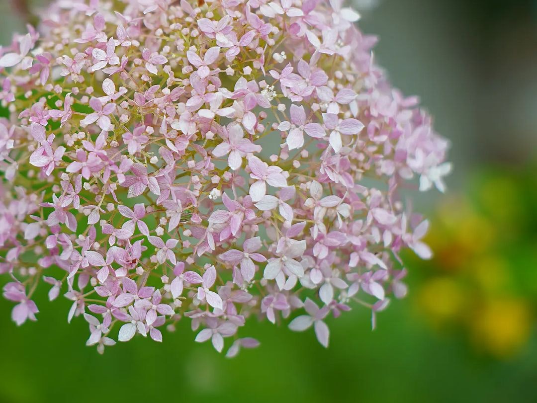 Super-Takumar 50mm F1.4を徹底解説。愛用者のレビュー・作例付き