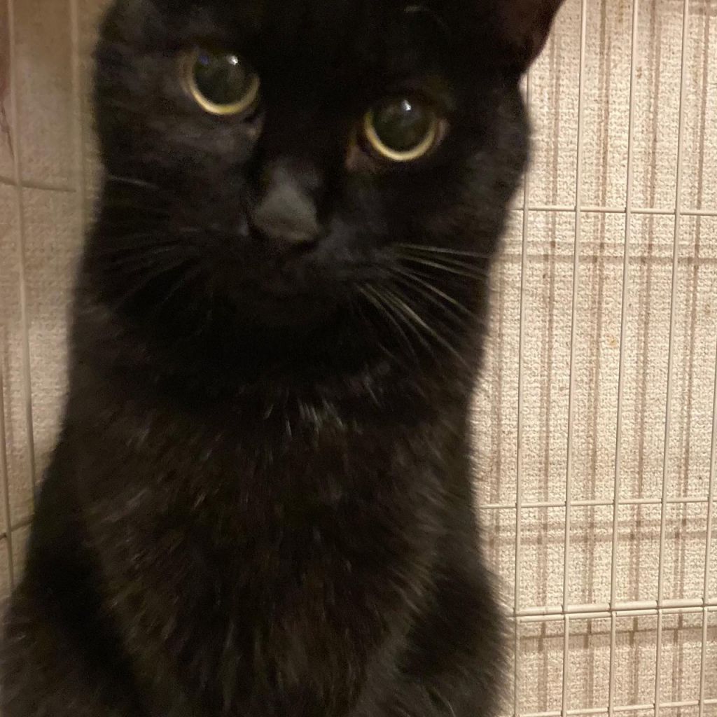 ふわふわの小柄な黒猫ちゃんです。あたたかい家庭を待っています