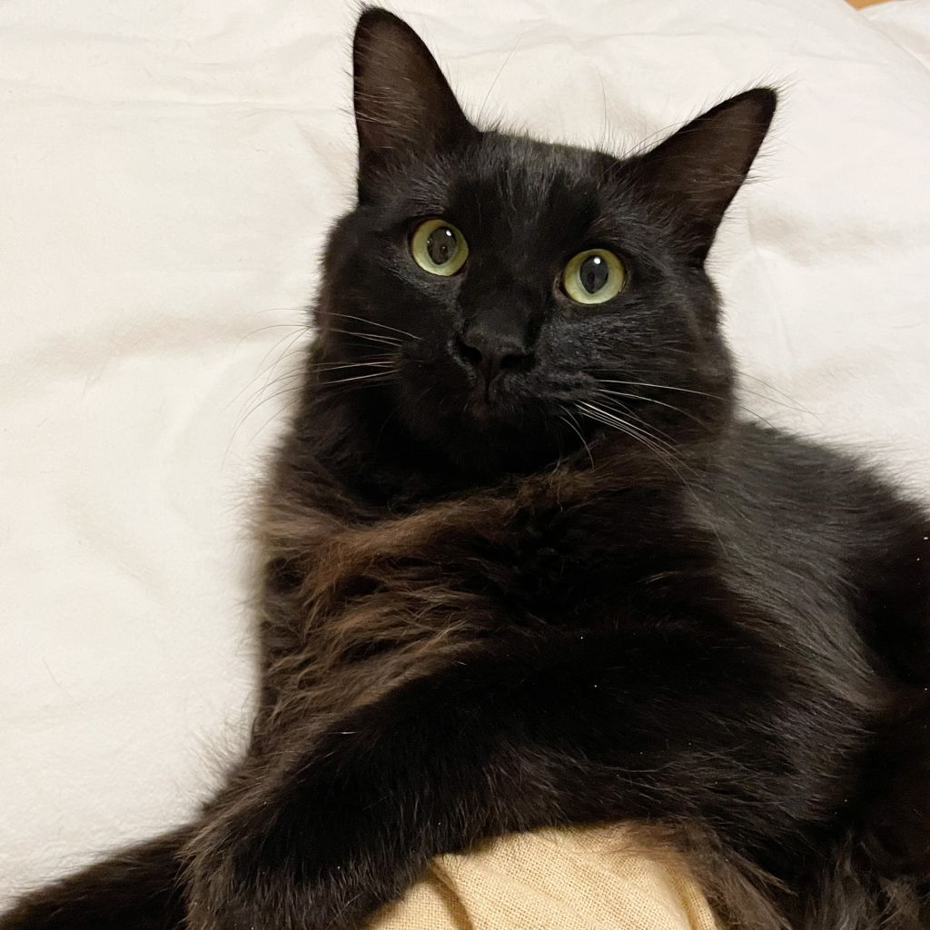 3/10芝浦】ふわふわもっちり半長毛♪なでなで大好き | 雑種（ミックス