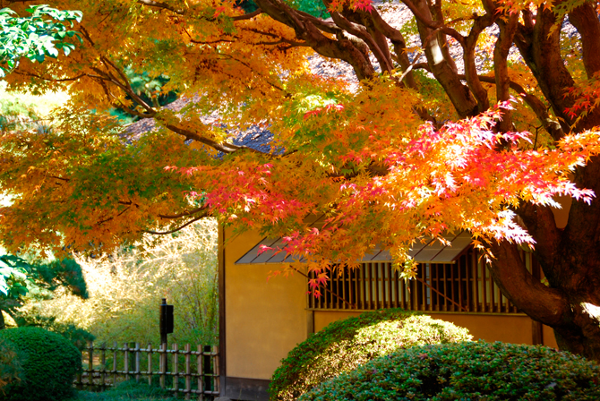 10月1日と31日は日本茶の日！紅葉と日本茶が楽しめるおすすめスポット9