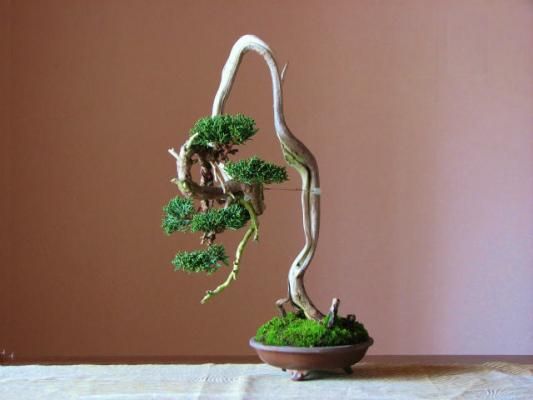 真柏 - 盆栽・ミニ盆栽・苔玉の通販サイト｜みくに園