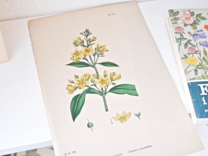 ヴィンテージ チェコ 植物画 ボタニカルアート イラスト 図鑑 ポスター