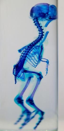 透明工房 ～生命の華～ ☆透明標本 製作・販売 学術指導☆