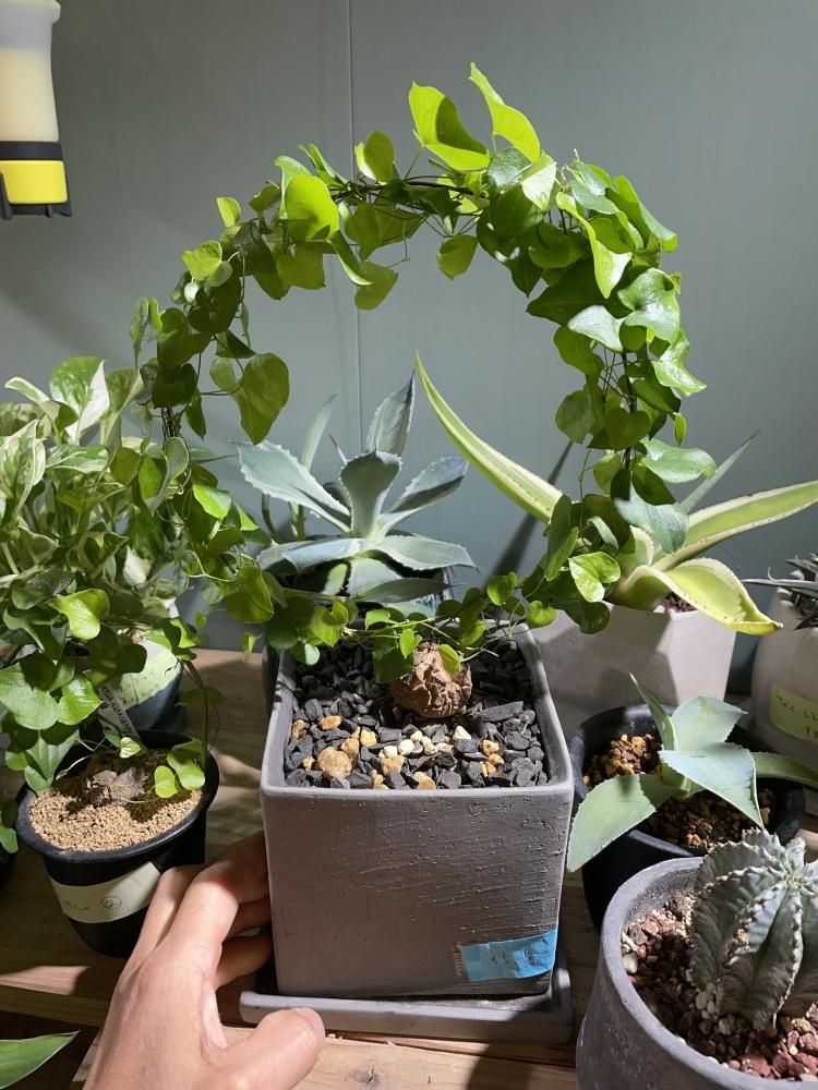 亀甲竜アフリカ ディオスコレア エレファンティペス 陶器鉢付き