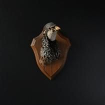 フランスアンティーク剥製、標本、珊瑚、ハンティングトロフィー販売の