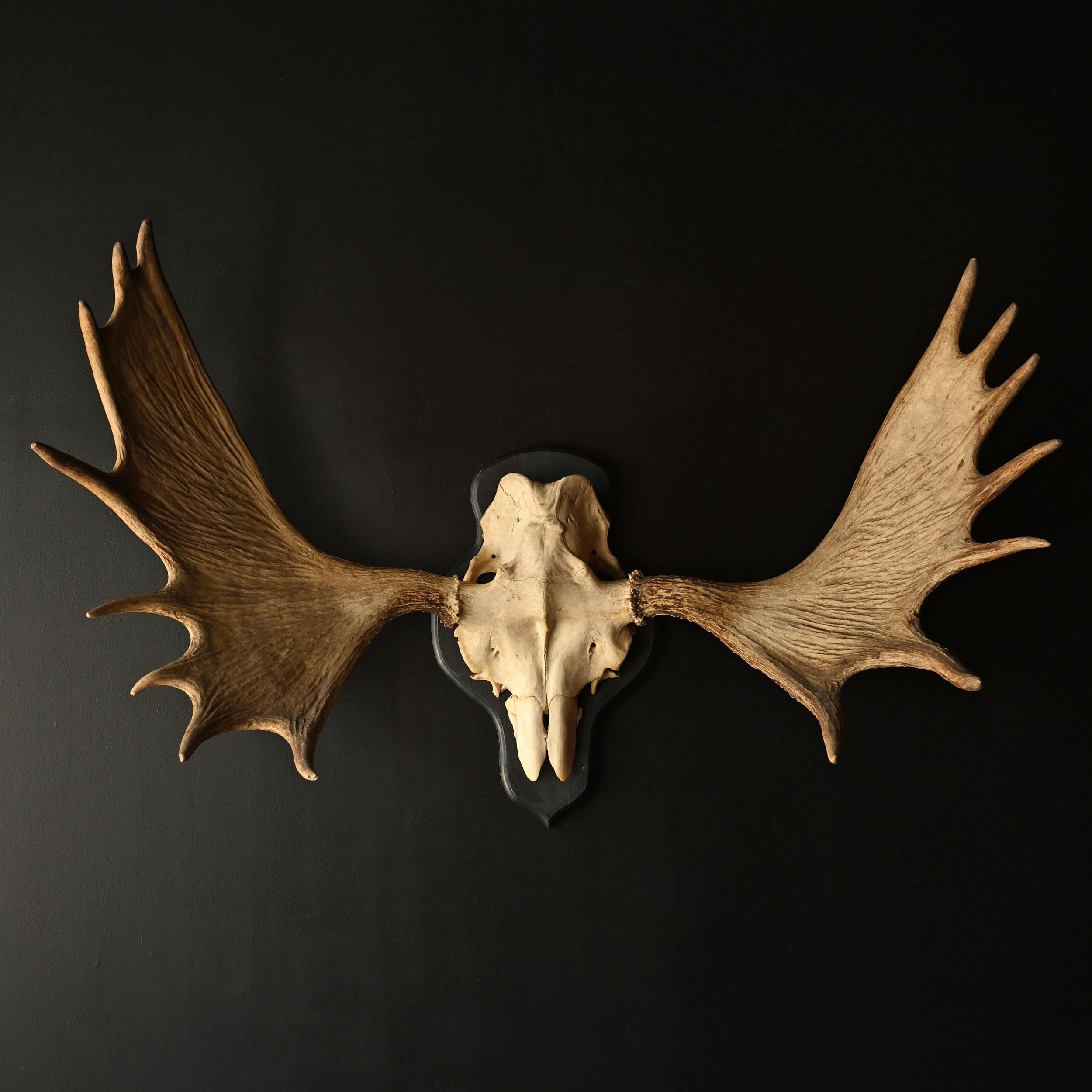 ヘラジカのハンティングトロフィー・2 | 頭骨 | アンティーク雑貨Sibora