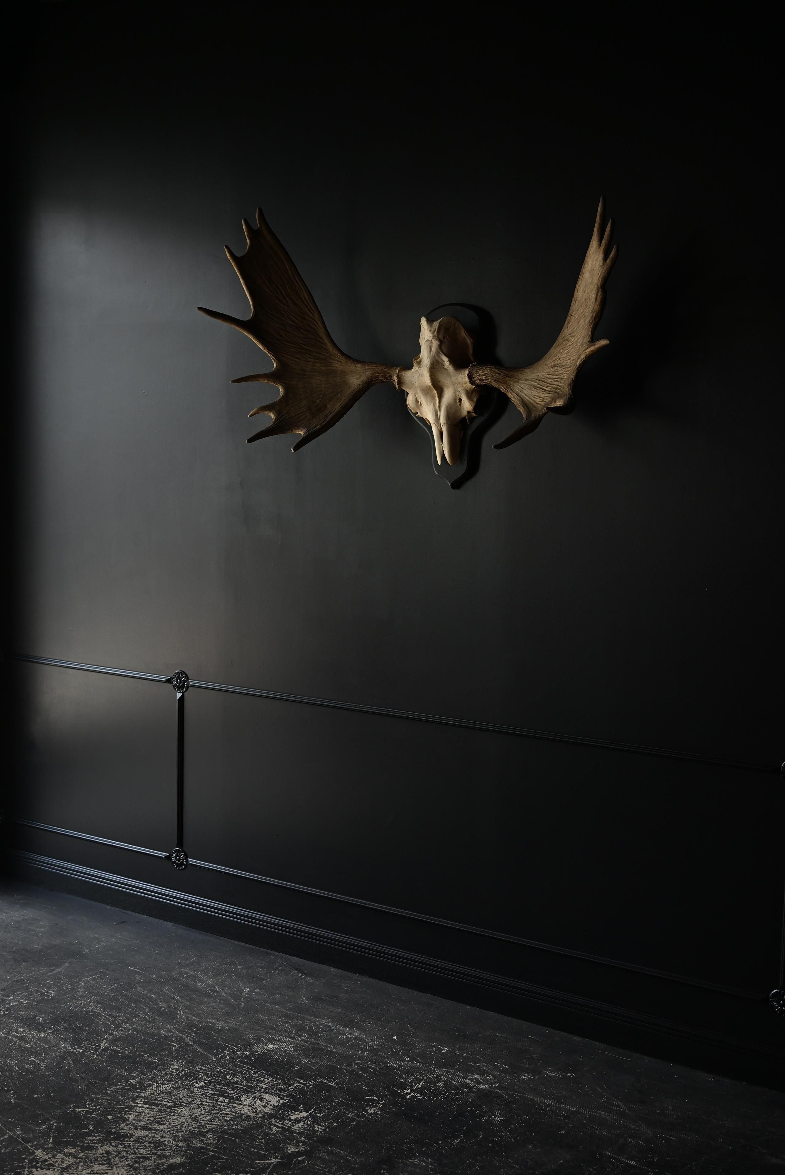 ヘラジカのハンティングトロフィー・2 | 頭骨 | アンティーク雑貨Sibora