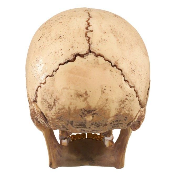 SUPREME (シュプリーム) / 4D MODEL HUMAN SKULL / NATURAL - GANGSTA