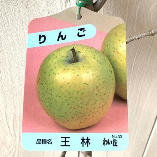 リンゴ 苗木 王林 12cmポット苗 (ワイ性) おうりん りんご 苗 林檎