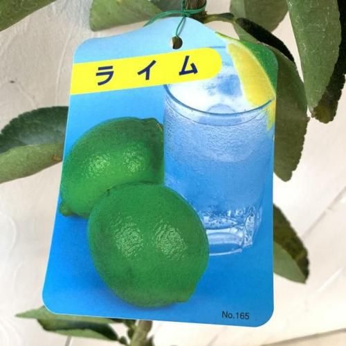 ライム 苗木 ライム 13.5cmポット苗 ライム 苗-ブルーベリーや
