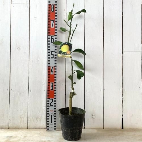 みかん 苗木 星タンゴール 15cmポット苗 ミカン 苗 蜜柑-ブルーベリー