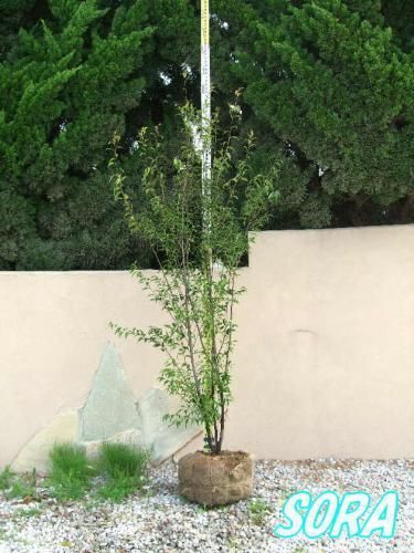 ハイノキ 株立 樹高H:1800mm - SORAの植木屋さん