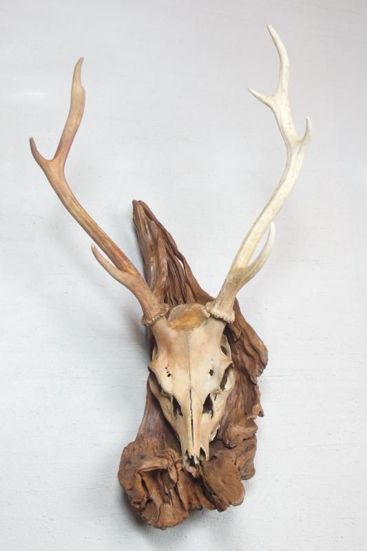 ノロジカハンティングトロフィー頭骨鹿の角剥製アンティーク雑貨チーク