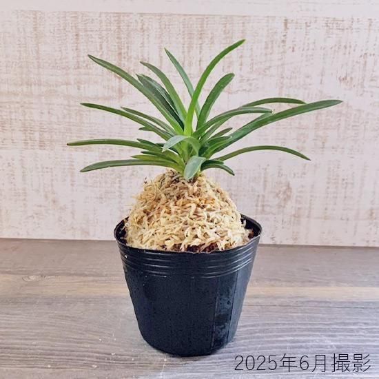 フウラン(富貴蘭) 苗の通信販売 | ロハスプラザ