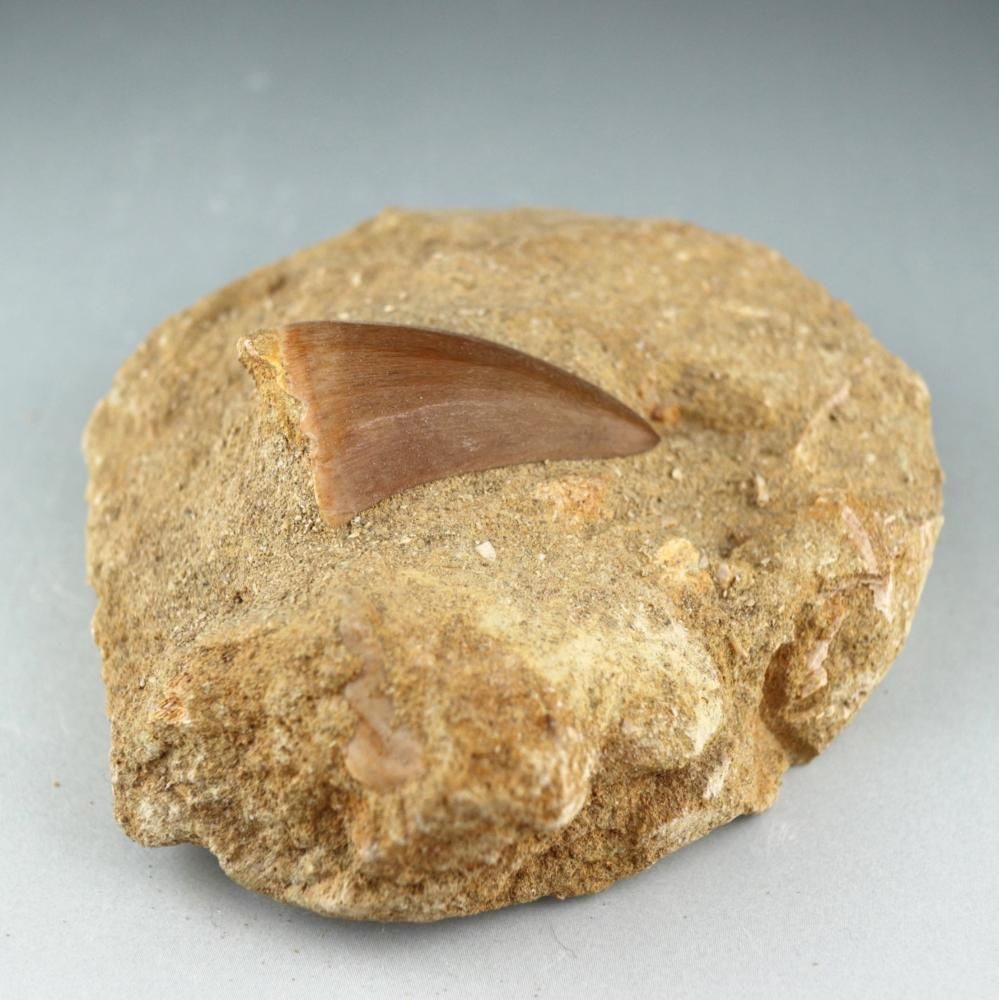 モササウルスの歯（化石）母岩付き 160g - 鉱物・天然石通販｜天然石