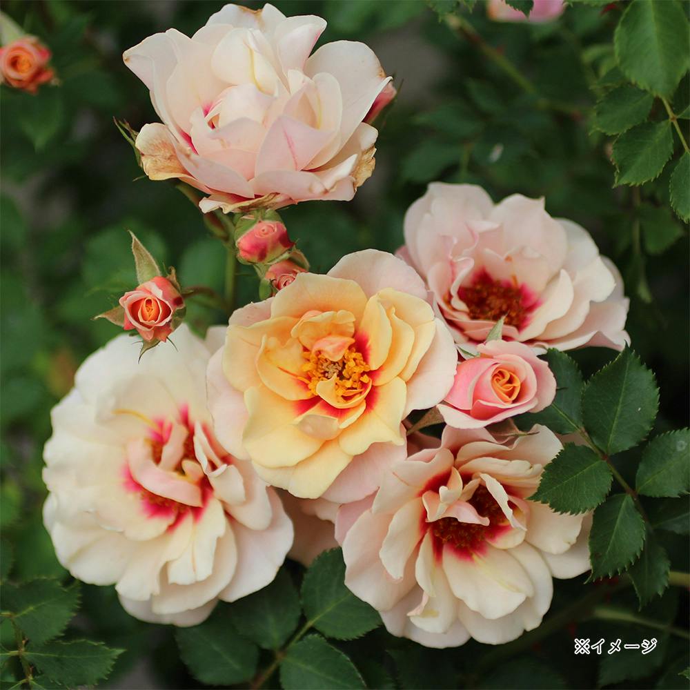 2025年バラ苗予約販売】クランベリー・アイズ | 花＆グリーン 通販