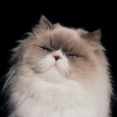 カネコアヤノ、内村イタルがスプリット盤発売&全国ツアー決定 - News