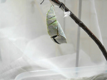 J*e様 モルフォオオムラサキ；1頭♂（飼育） カ*ボ様 モルフォ