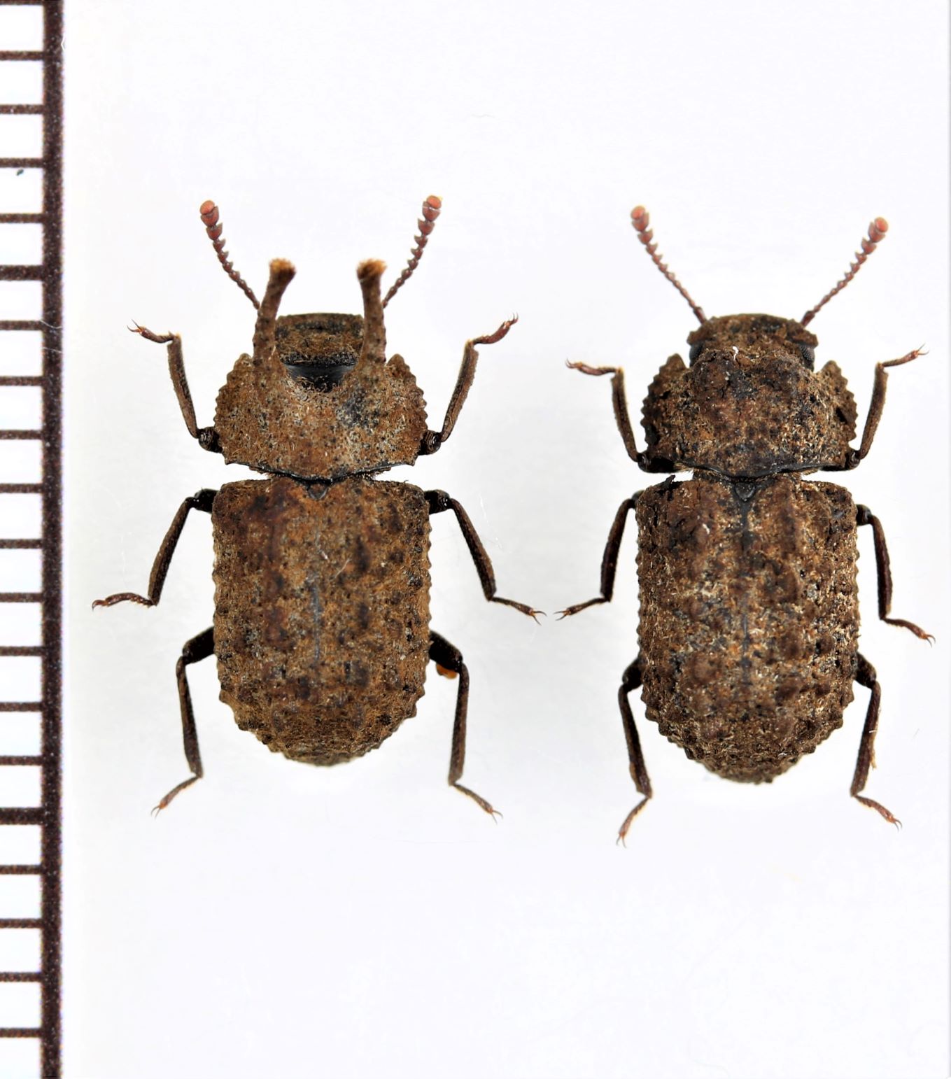 コブスジツノゴミムシダマシ ペア 佐渡島 - Insect Islands 〜南の島の