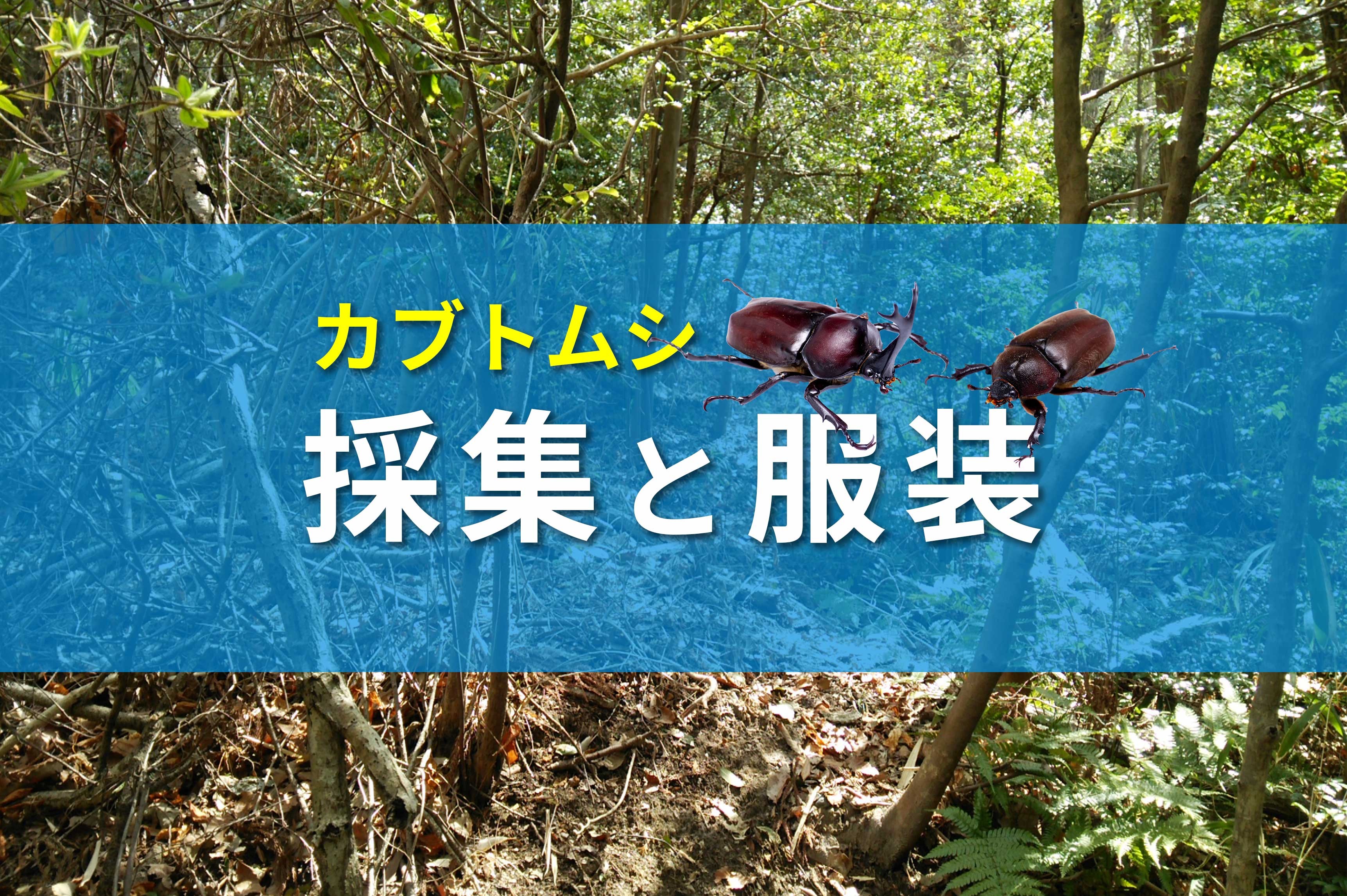 昆虫採集】カブトムシを捕まえるコツ!服装と装備の注意点！ | 昆虫写真