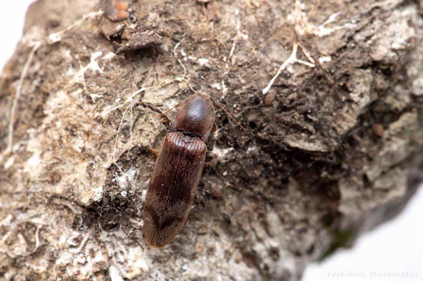 オオツヤハダコメツキ | 虫の写真と生態なら昆虫写真図鑑「ムシミル」