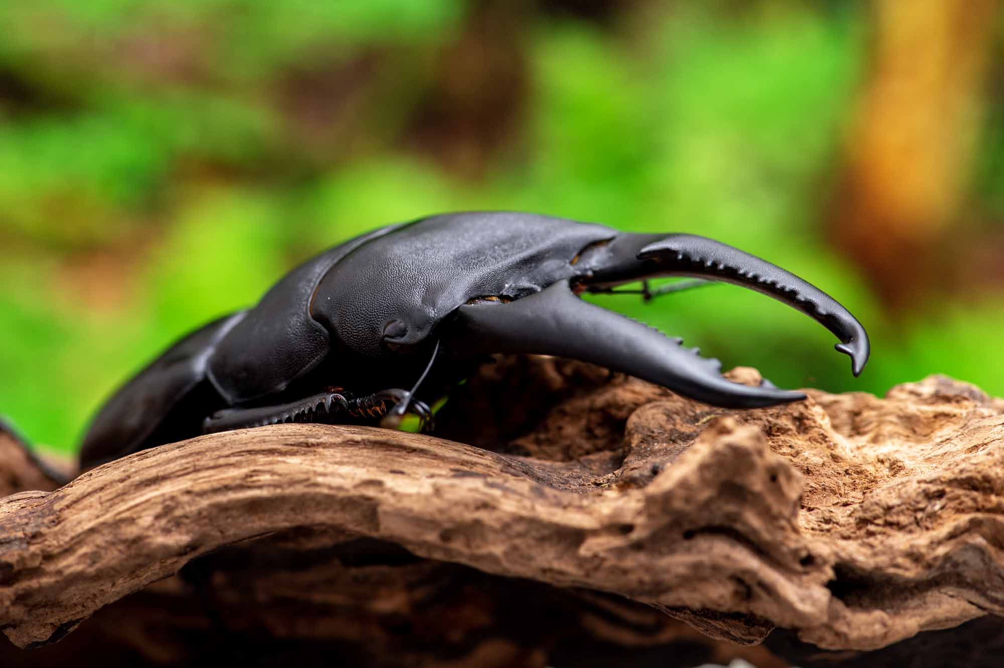 パラワンオオヒラタクワガタ | 虫の写真と生態なら昆虫写真図鑑
