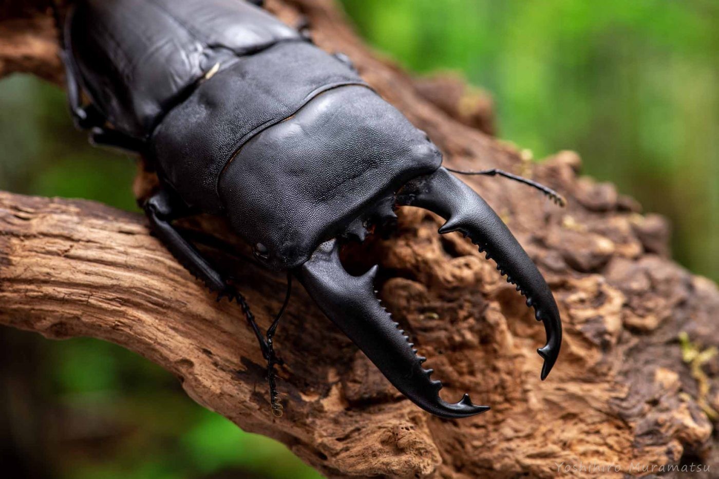 パラワンオオヒラタクワガタ | 虫の写真と生態なら昆虫写真図鑑