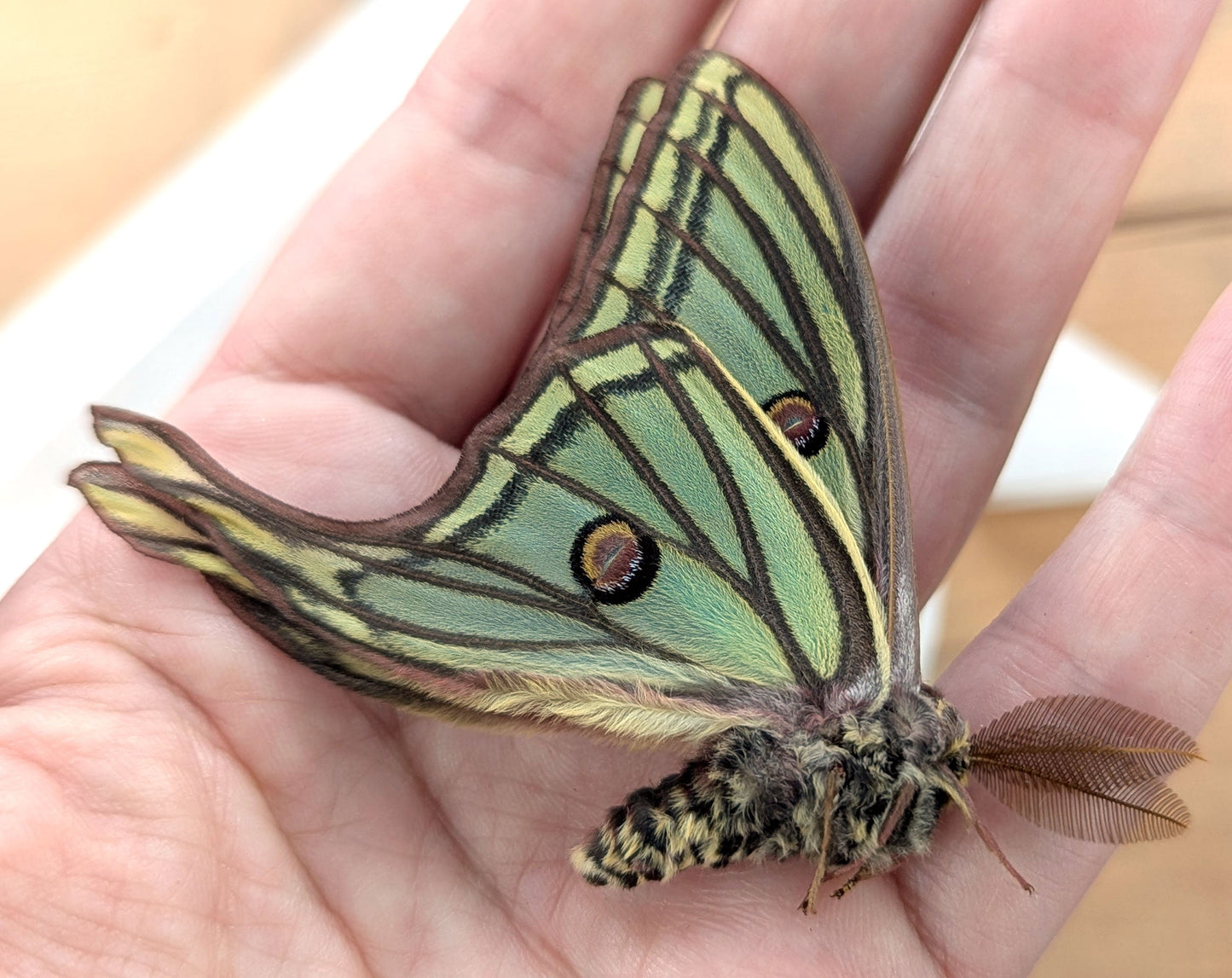 1x specimen Spanish Moon Moth Graellsia isabellae male unprepared